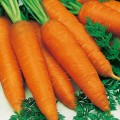 Морковь поздняя "Осенний король"